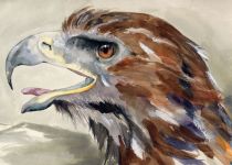 Golden Eagle Head